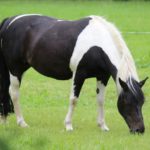 2016-06-29_108 Grillen Amelinghausen