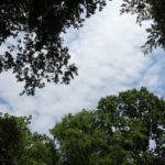 2016-06-29_163 Grillen Amelinghausen